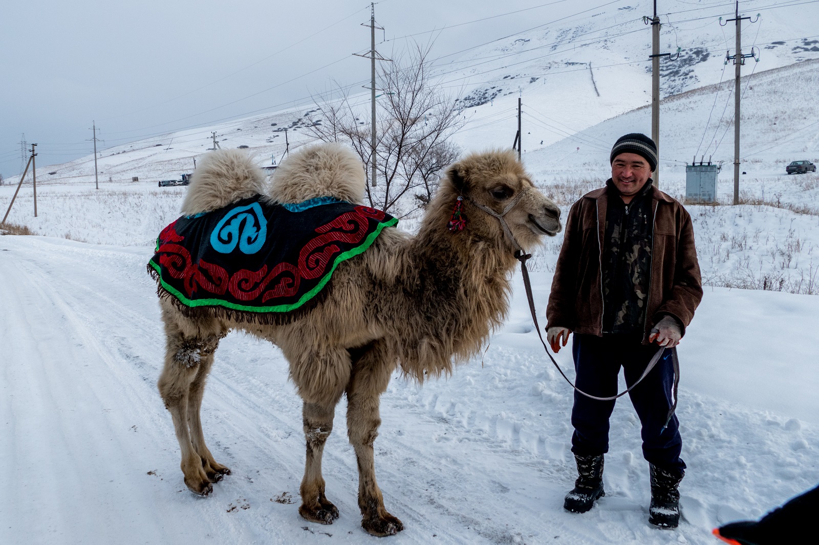 Camel winter Kazakhstan