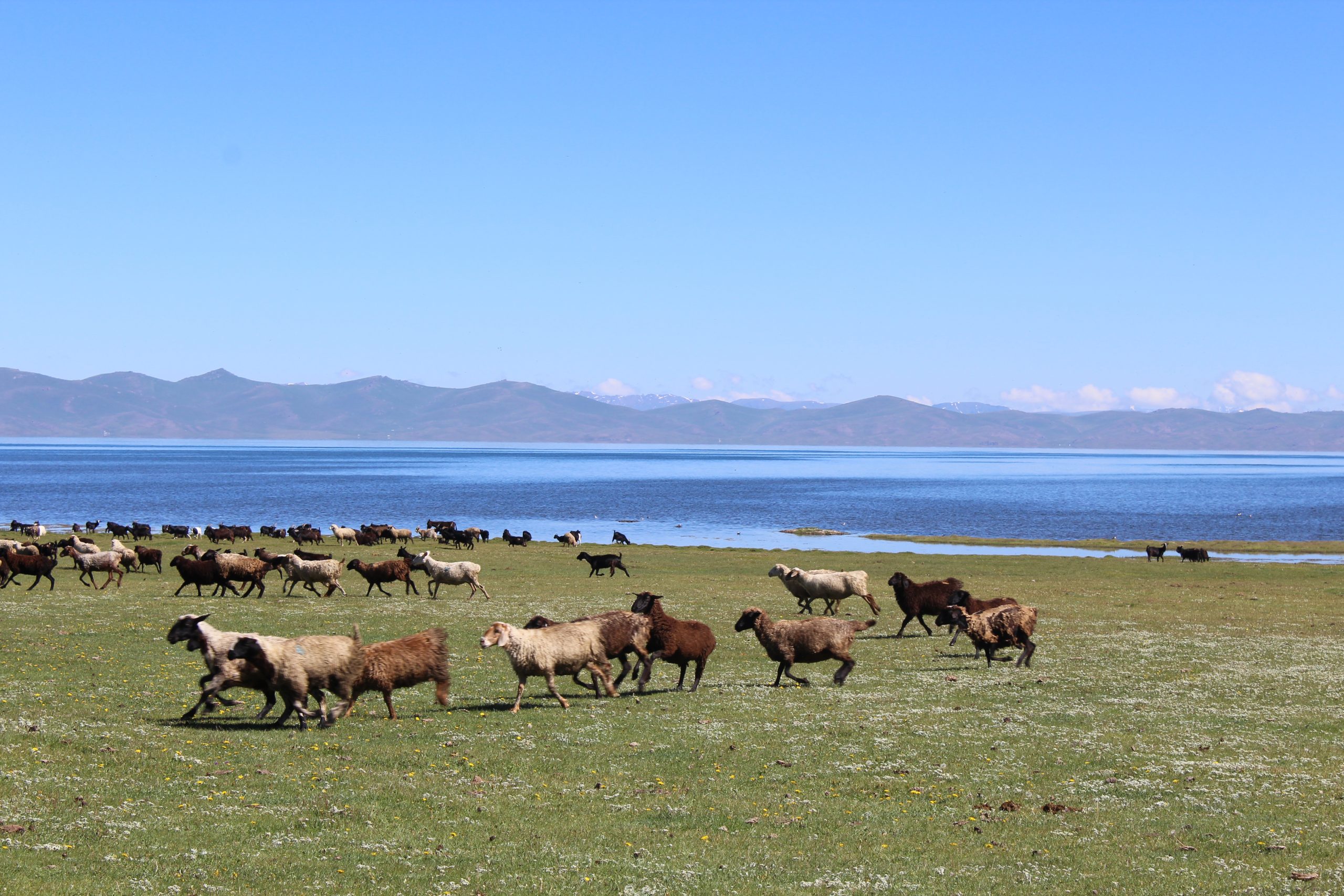 Song Kul Sheep Kirgizië