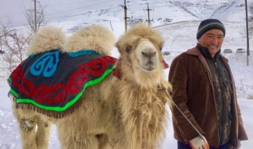 camel kazakhstan