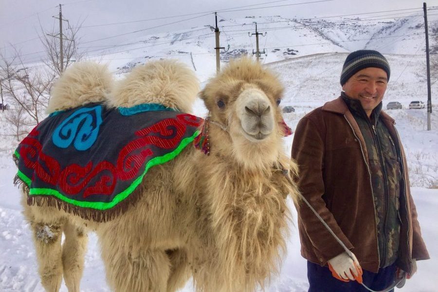 camel kazakhstan