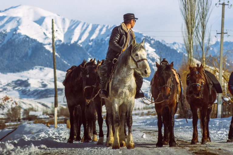 Horse Kyrgyzstan